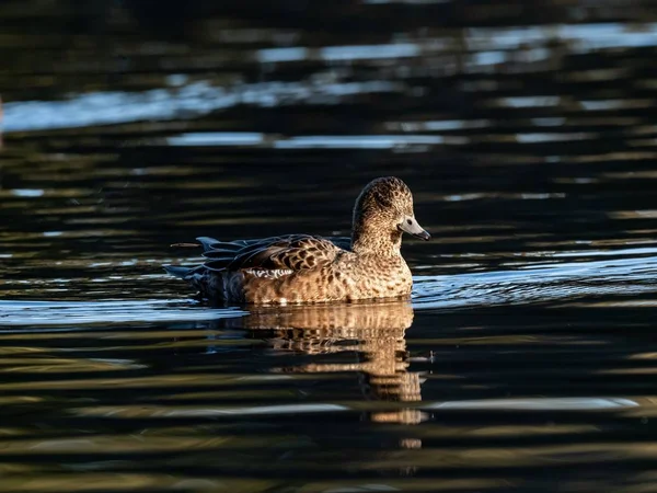 大和国泉の湖で泳ぐ美しいアヒル早朝に捕獲された — ストック写真