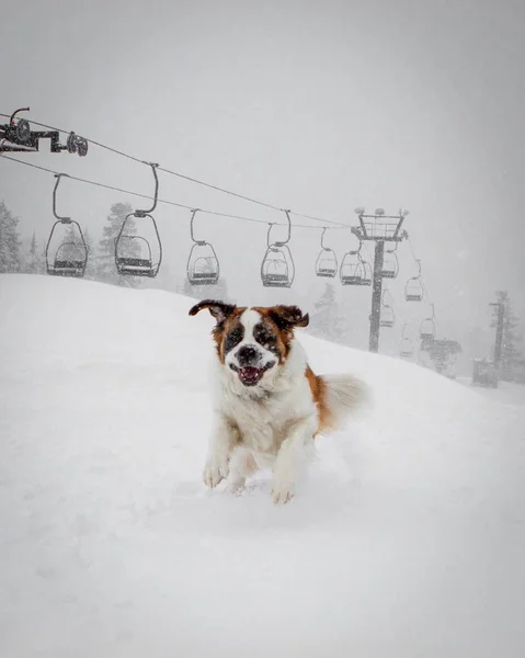 Verticaal schot van een harige heilige Bernard hond zittend op de sneeuw met de kabelbaan op de achtergrond — Stockfoto