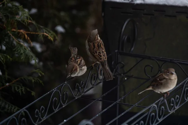 Três Belos Pardais Sentados Corrimão Metal Entre Árvores Cobertas Neve — Fotografia de Stock