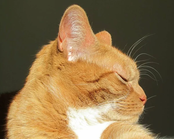 背景がぼやけているライトの下で赤い猫がうめき声を上げるのを閉じる — ストック写真