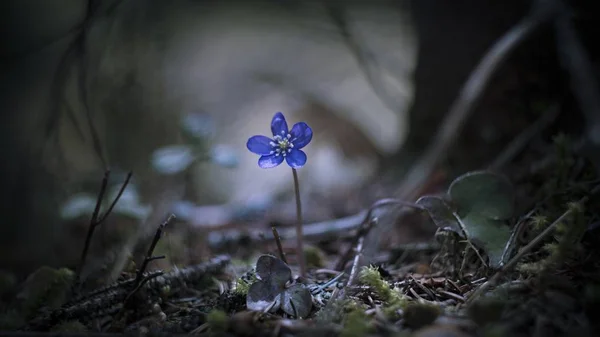 Selective Focus Shot Exotic Blue Flower Leaves Moss Covered Ground — Stock Photo, Image