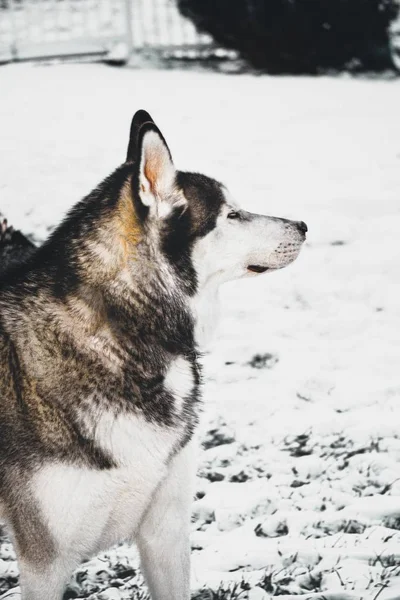 Sidprofil Husky Trädgård Omgiven Grönska Täckt Snö — Stockfoto