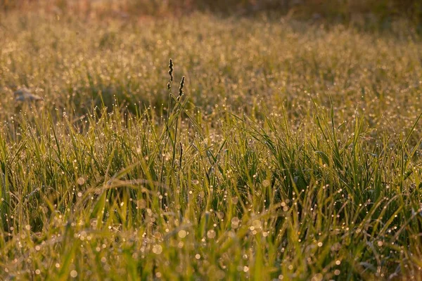 Fält av grönt gräs täckt med daggdroppar - perfekt för en naturlig tapet — Stockfoto