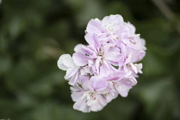 Zbliżenie Ujęcie Pięknego Gilliflower Rozmytym Tle — Zdjęcie stockowe