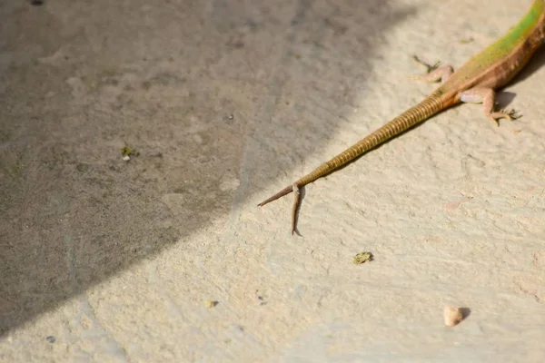 Eine Maltesische Mauereidechse Podarcis Filfolensis Mit Einem Gespaltenen Schwanz Oder — Stockfoto