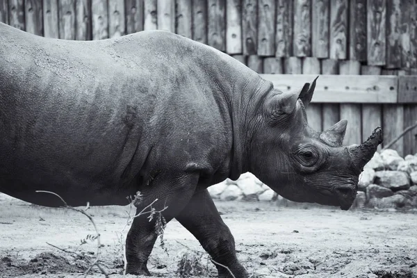 Gros Plan Rhinocéros Noir Marchant Derrière Clôture — Photo