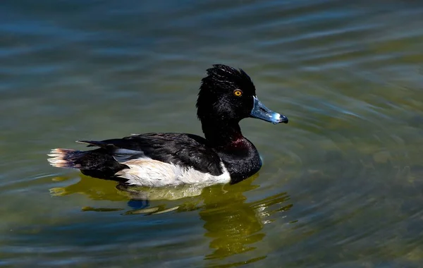 Μια Ασπρόμαυρη Πάπια Mallard Που Κολυμπάει Στη Λίμνη Κατά Διάρκεια — Φωτογραφία Αρχείου