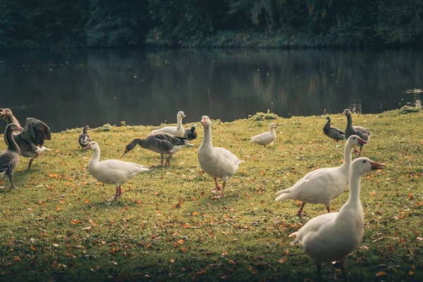 Bons Patos Brincar Volta Lago Outubro Temporada Outono — Fotografia de Stock