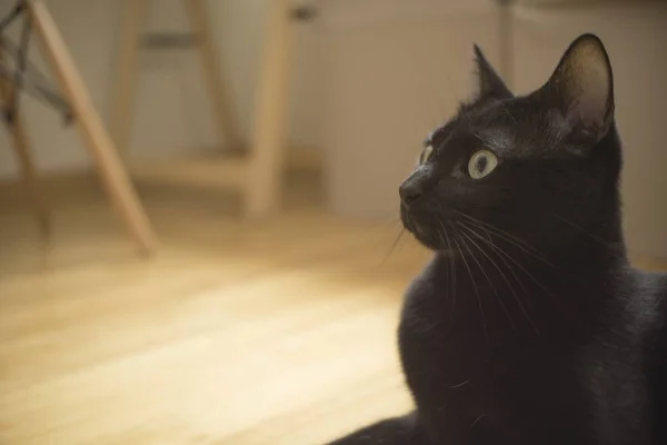 Closeup selective focus shot of a black cat with expressive eyes — Stock Photo, Image