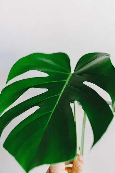 Primer plano vertical de una hoja verde sobre un fondo blanco — Foto de Stock