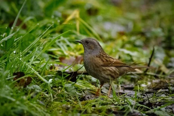 Sparrow Standing Ground Surrounded Grass Covered Water Drops Blurry Background — 스톡 사진