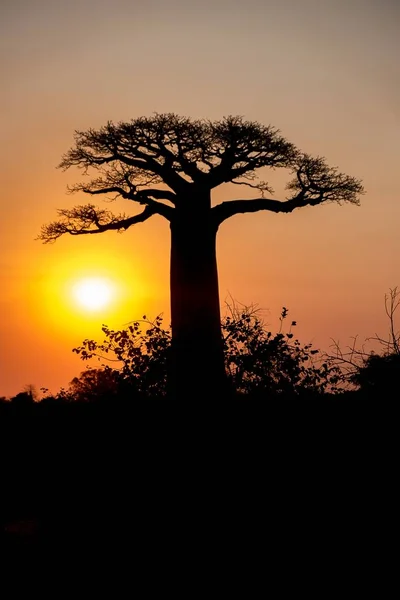 Uma Silhueta Vertical Uma Árvore Com Belo Pôr Sol Fundo — Fotografia de Stock