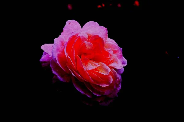 Primer Plano Una Hermosa Rosa Rosa Con Fondo Oscuro — Foto de Stock