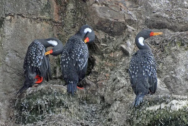 Hermosa toma de tres aves marinas de pie sobre una roca — Foto de Stock