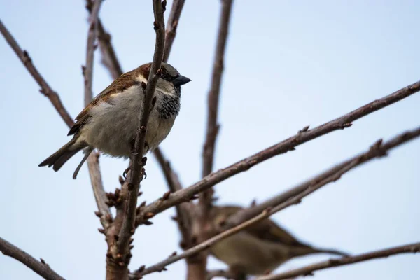 Selective Focus Shot Sparrow Sitting Branch Tree — Stock Photo, Image