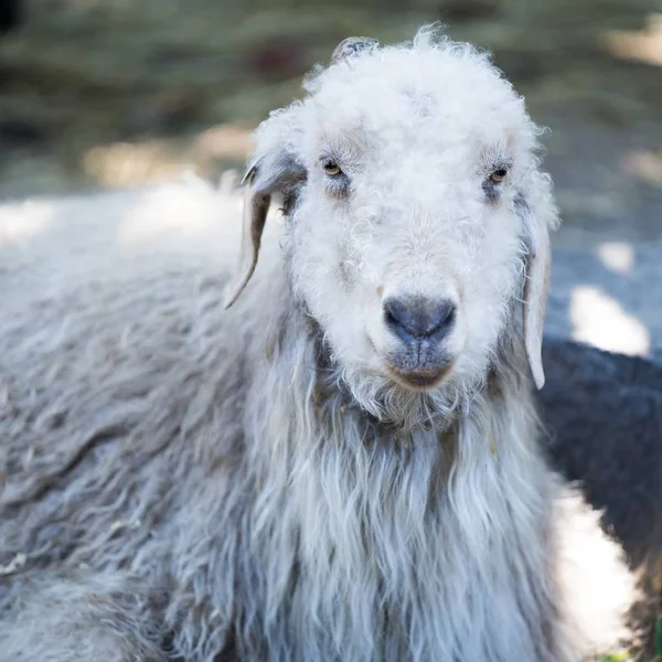 Closeup of a sheep laying on the ground under sunlight with a blurry background — Stock Photo, Image