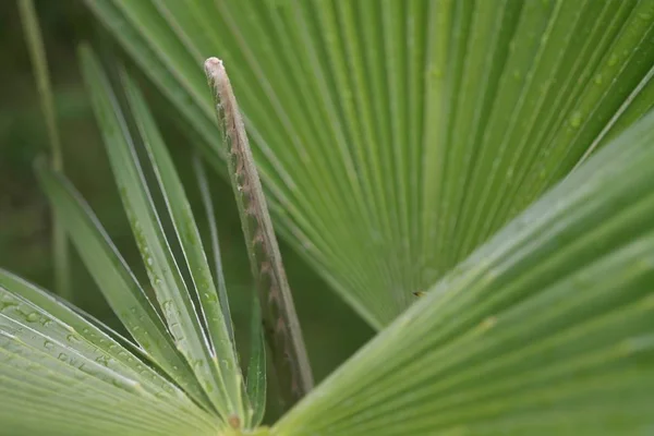 Close-up shot van een zaag palmetto plant - goed om een achtergrond te gebruiken — Stockfoto