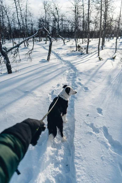 A vertical shot of a dog walking in the snow with a leash