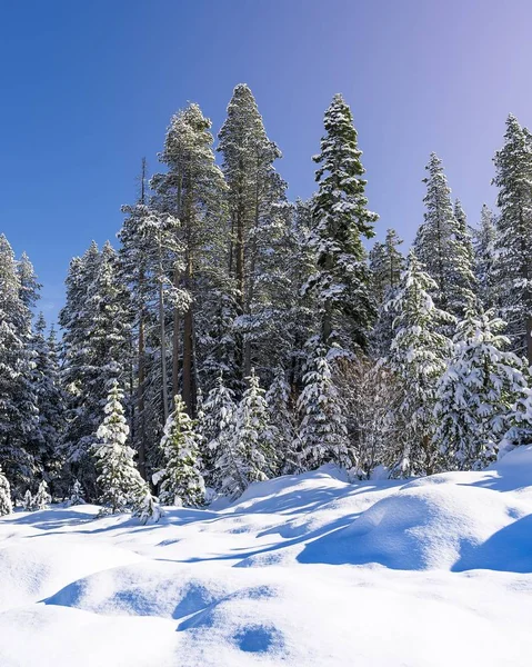 Disparo vertical de bajo ángulo de bosque nevado en un día de invierno bajo un cielo azul claro —  Fotos de Stock