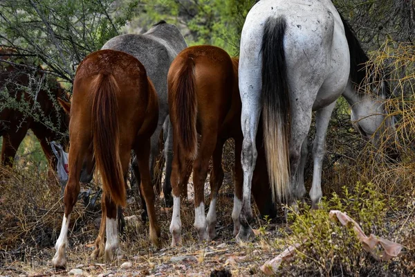 Group Horses Grazing Forest Daytime — Stock Photo, Image