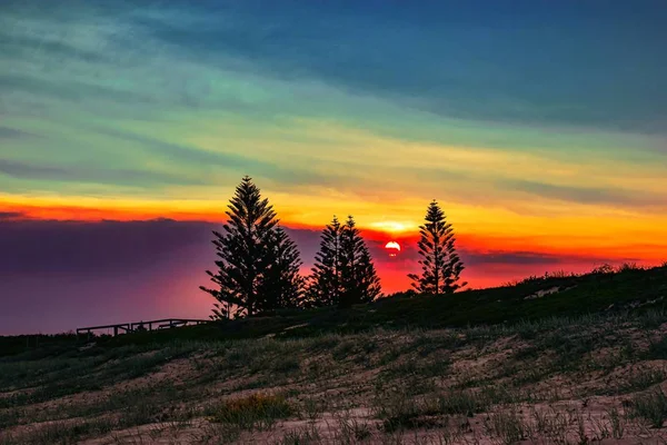 Feld bedeckt mit Gras und Baumsilhouetten bei einem schönen Sonnenuntergang am Abend — Stockfoto