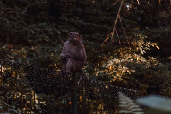 Ein Affe Sitzt Auf Einem Metallzaun Und Schaut Sich — Stockfoto