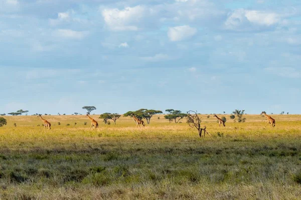 Belo Tiro Campo Gramado Com Girafas Distância Sob Céu Azul — Fotografia de Stock