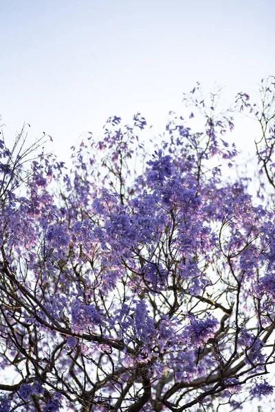 Colpo Verticale Albero Ciliegio Sotto Cielo Blu Chiaro — Foto Stock