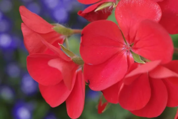 Gros Plan Une Belle Fleur Rouge Avec Fond Flou — Photo