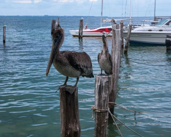 Pelican sitting on a tree plant in the water — Stock Photo, Image