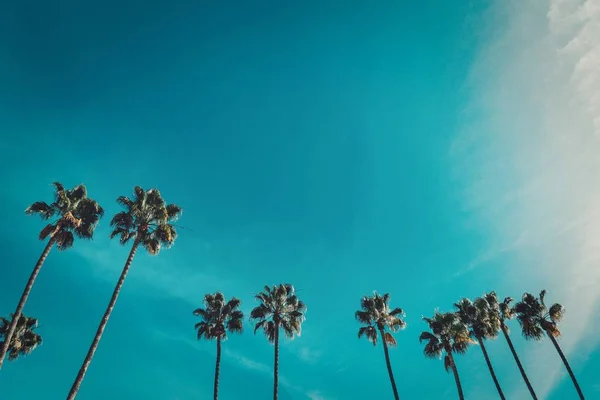 Nízký úhel záběr krásné palmy pod jasnou modrou oblohou — Stock fotografie