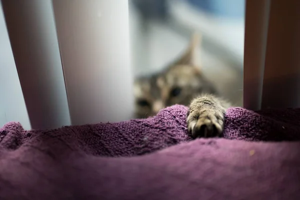 Fechar-se de uma pata de gato em um cobertor roxo com o gato no fundo embaçado — Fotografia de Stock