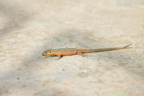 Maltese Wall Lizard Podarcis Filfolensis Forked Tail Two Tails Split — 스톡 사진