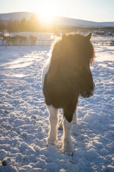 Függőleges lövés egy ló hosszú haj Észak-Svédországban — Stock Fotó