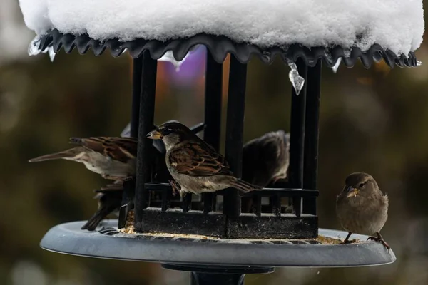 一群漂亮的麻雀坐在一座金属鸟屋里 保护自己不受雪的侵袭 — 图库照片