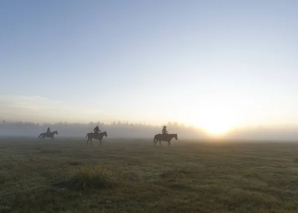 Group Horsemen Grassy Field Foggy Background Sunset — ストック写真