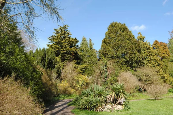 Ogrody botaniczne, Royal Victoria Park, Bath, Anglia. 25 marca 2019. — Zdjęcie stockowe
