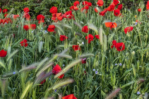 Champ Pavot Entouré Verdure Sous Lumière Soleil Avec Fond Flou — Photo