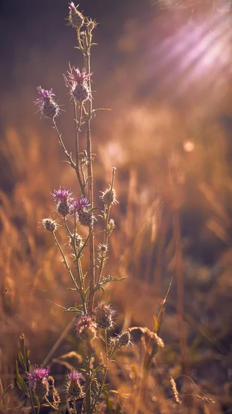 Pionowe ujęcie suchej rośliny kolczastej na suchym polu trawiastym — Zdjęcie stockowe