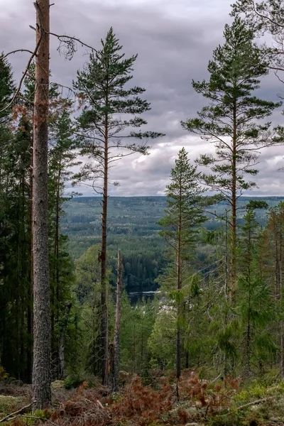 Uma Paisagem Uma Floresta Cheia Árvores Altas Que Tocam Céu — Fotografia de Stock