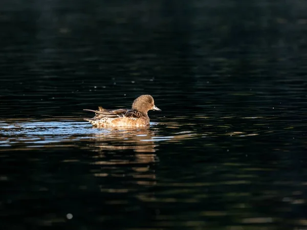 Beautiful Duck Swimming Lake Izumi Forest Yamato Japan Captured Early — Stock Photo, Image