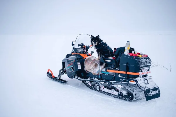 Enfoque Selectivo Perro Sentado Una Moto Nieve Norte Suecia —  Fotos de Stock