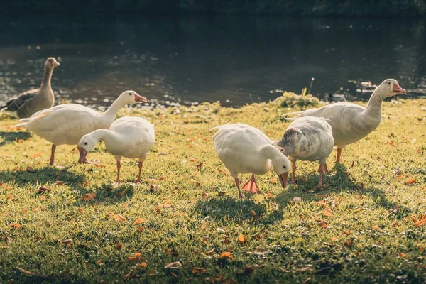 Bonitos Patos Jugando Alrededor Lago Octubre Temporada Otoño — Foto de Stock