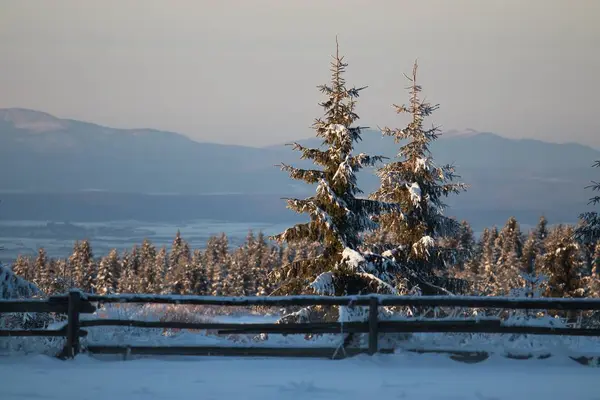 一片长满了常青树和雪的田野 背景是阳光下的群山 — 图库照片