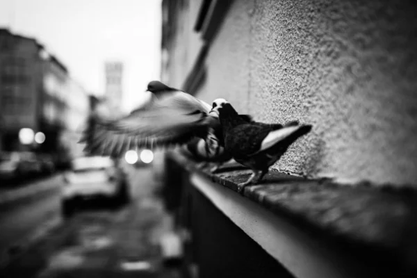 Grey scale shot of pigeons on the edge of a concrete building — 스톡 사진