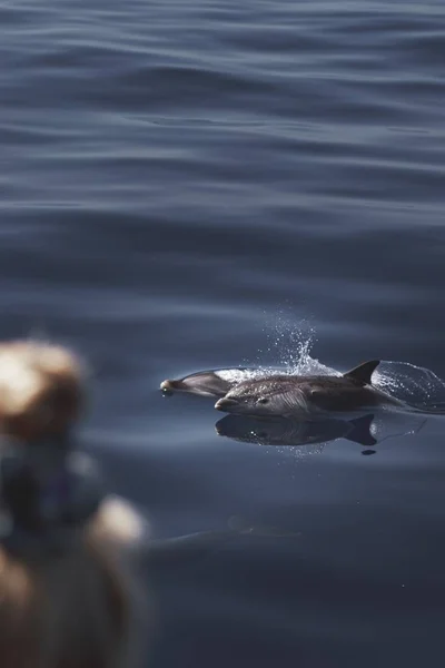 Plan Vertical Dauphins Gentils Mignons Nageant Dans Océan Calme — Photo