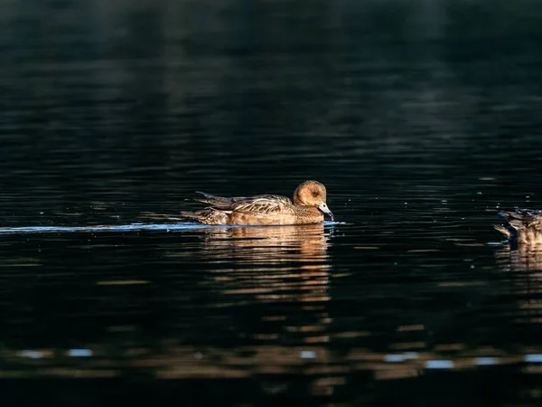 大和国泉の湖で泳ぐ美しいアヒル早朝に捕獲された — ストック写真