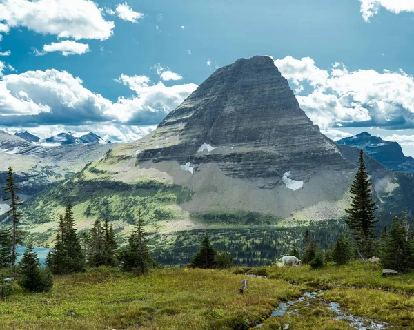 Beautiful shot of grassy field and trees with the Montana mountain in the distance — 스톡 사진