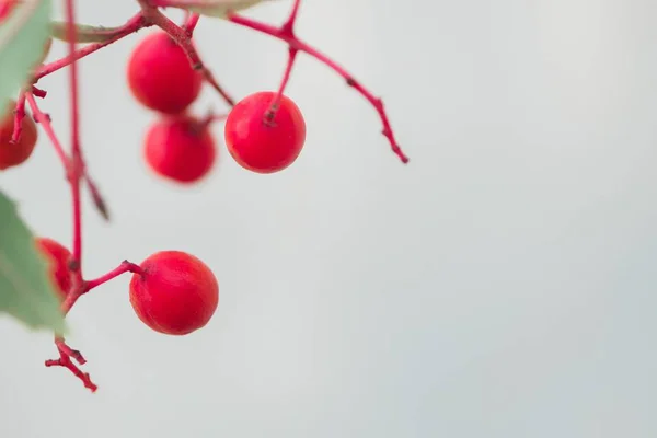 Selective focus shot of small red berries on a branch — Stok fotoğraf