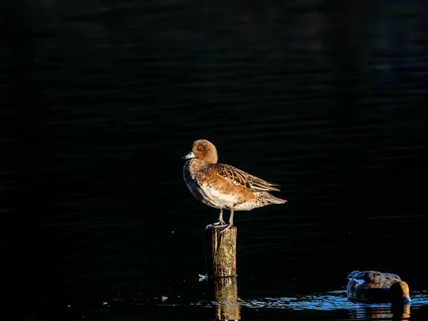 Belo Pato Sobre Tronco Madeira Meio Lago Floresta Izumi Yamato — Fotografia de Stock